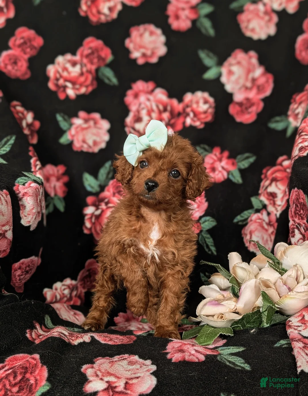 Cockapoo dogs for sale: Hayley Hypoallergenic - Ad 3