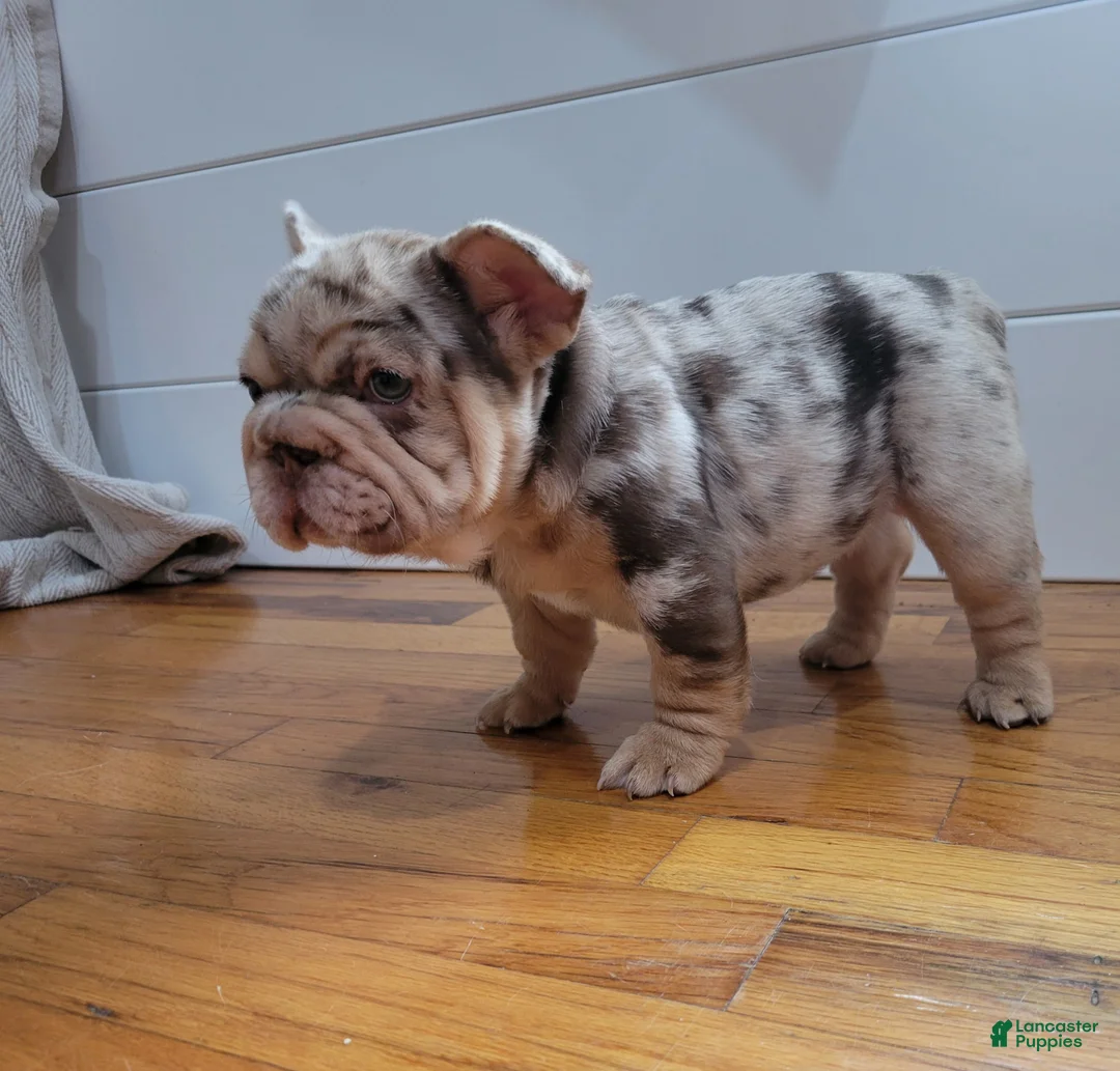 French Bulldog dogs for sale: Pinkers - Ad 2