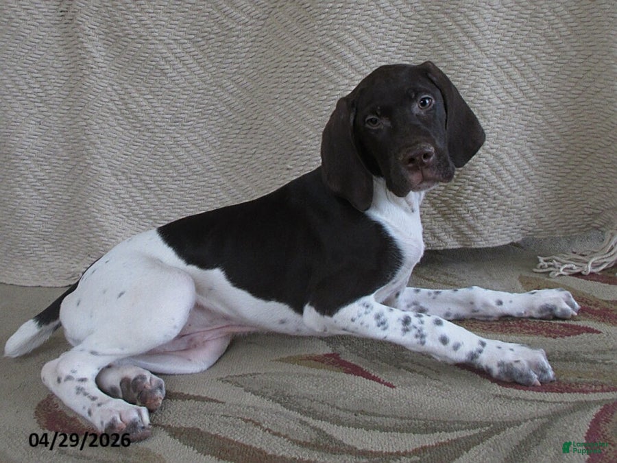German Shorthaired Pointer dogs Vestal - Ad 2