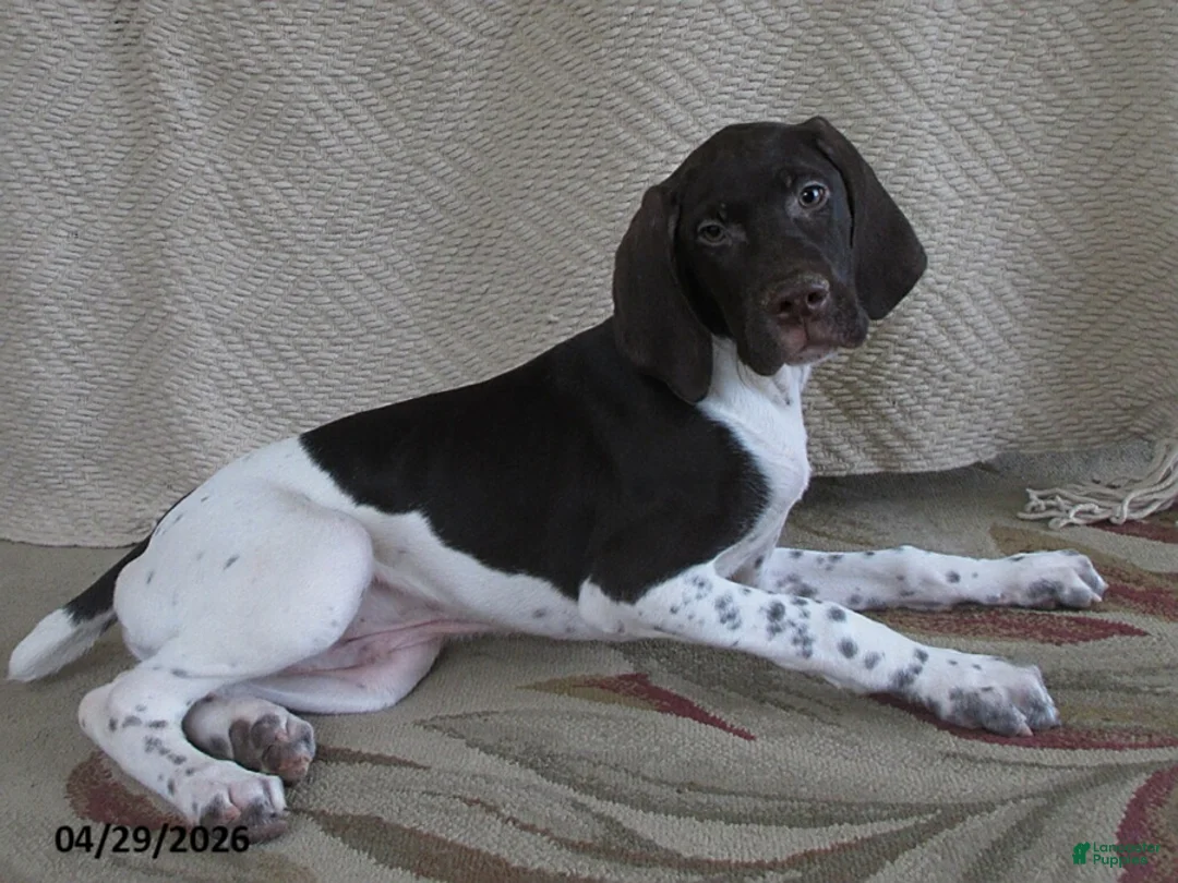 German Shorthaired Pointer dogs for sale: Vestal - Ad 2