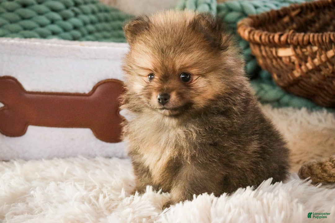 Pomeranian dogs for sale: Mr. Darcy - Ad 5