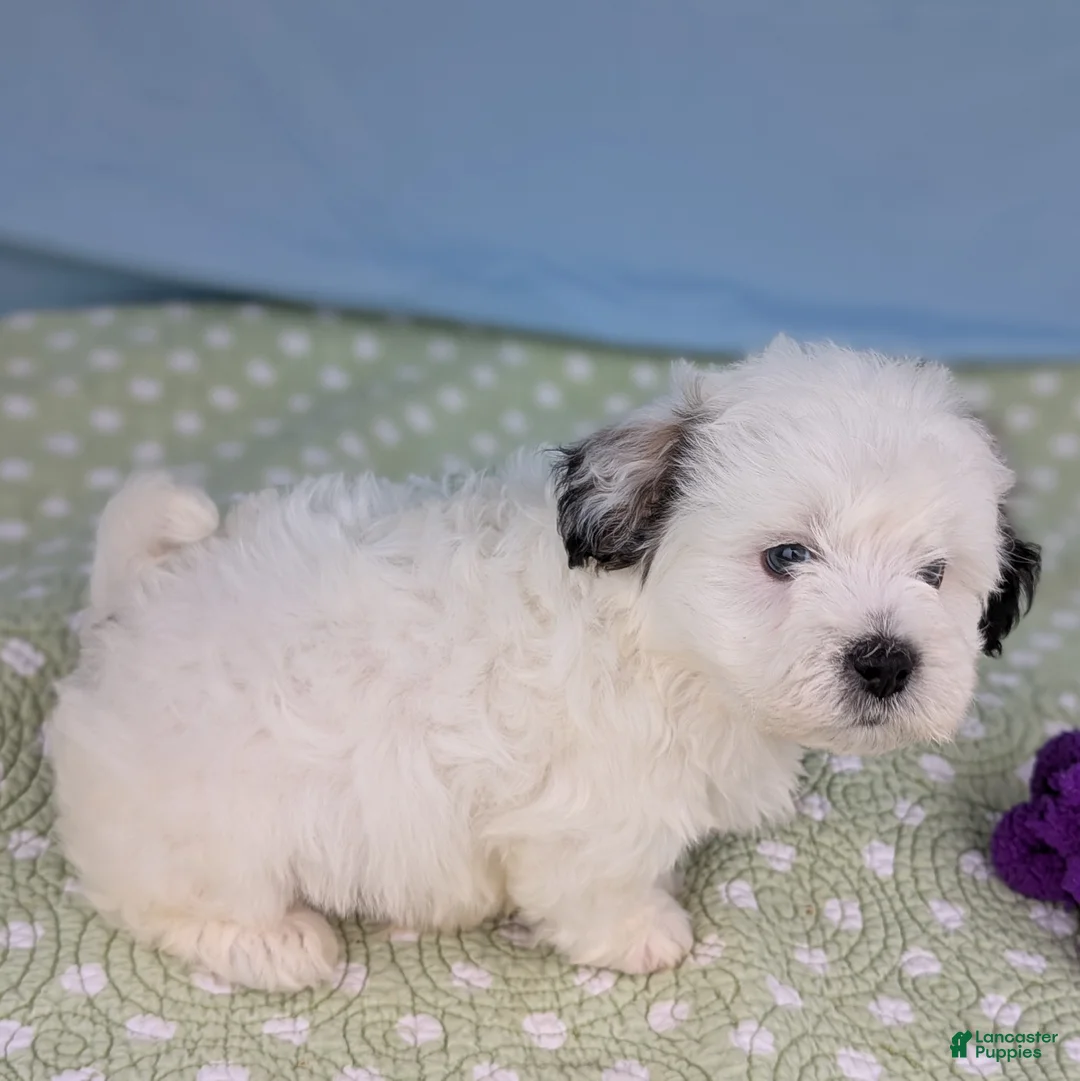 Teddy Bear dogs for sale: Murder Marshmallow - Ad 3