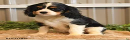 Cavalier King Charles Spaniel dogs for sale: Kami - Ad 6