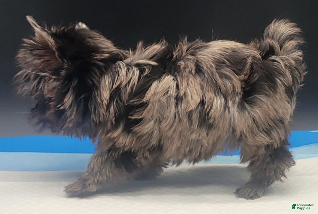 Yorkshire Terrier dogs for sale: Yorkshire Terrier Puppy 3 - Ad 6