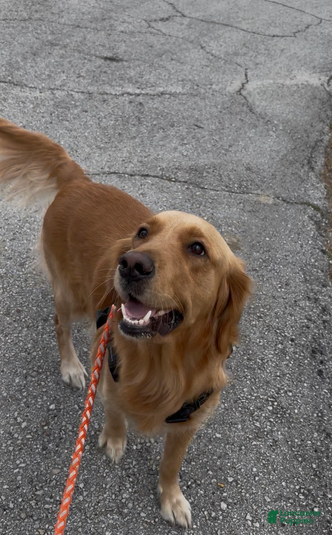 Golden Retriever dogs for sale: Nova - Ad 2