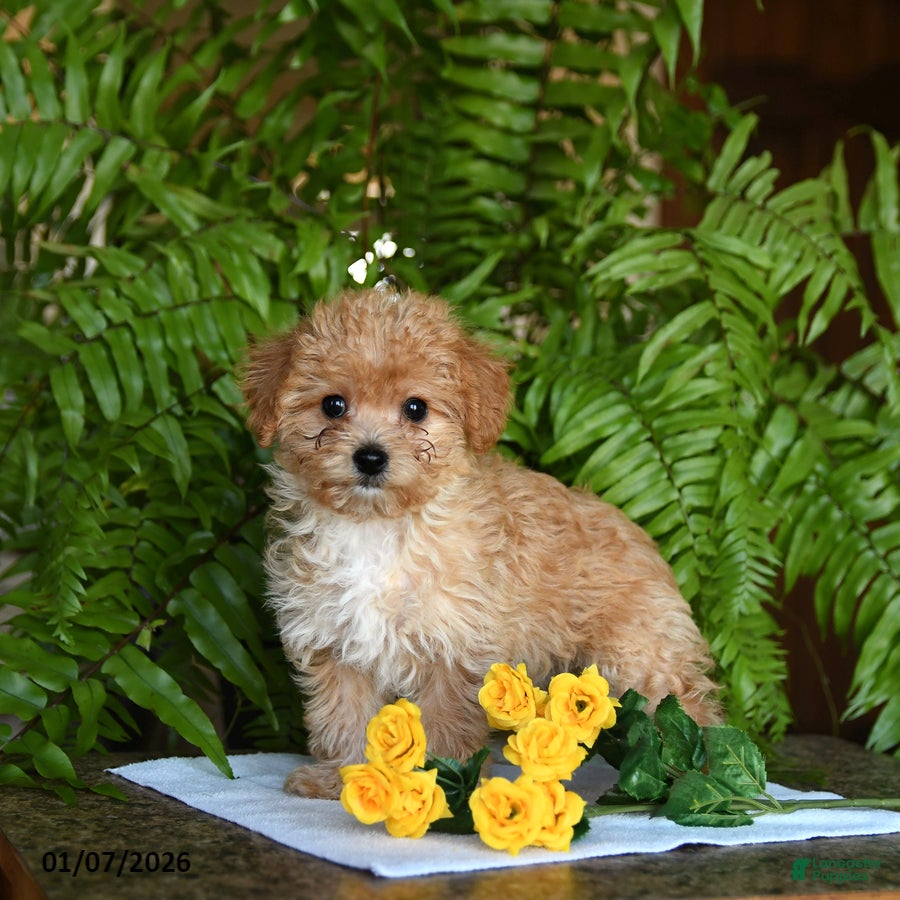 Mixed Breed dogs Cherish - Ad 2