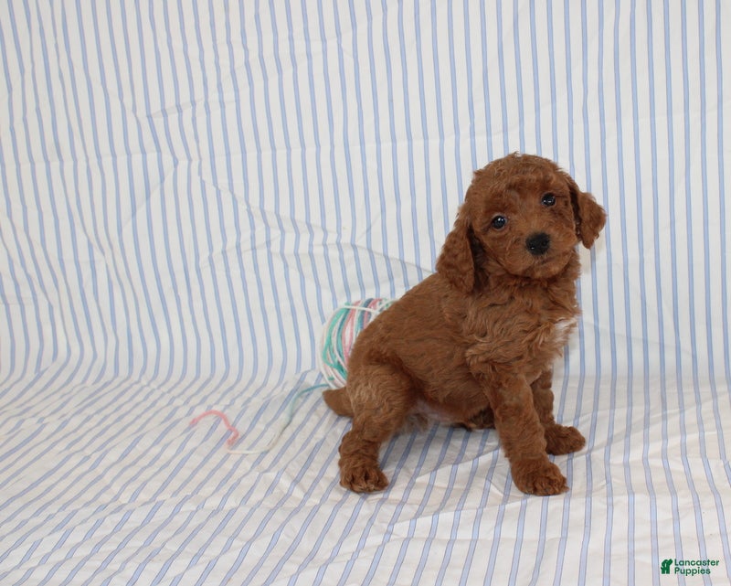 Mini Goldendoodle dogs Mel - Ad 2