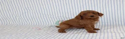 Mini Goldendoodle dogs for sale: Mel - Ad 2