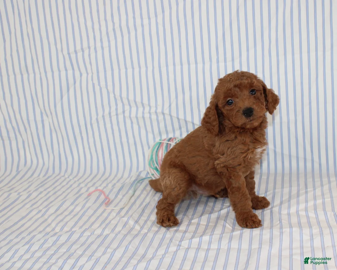 Mini Goldendoodle dogs for sale: Mel - Ad 2