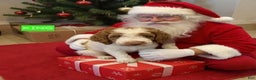 Miniature Labradoodle dogs for sale: Labradoodle Puppy 3 - Ad 1