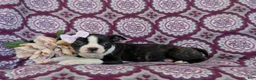 Boston Terrier dogs for sale: Savanna - Ad 4