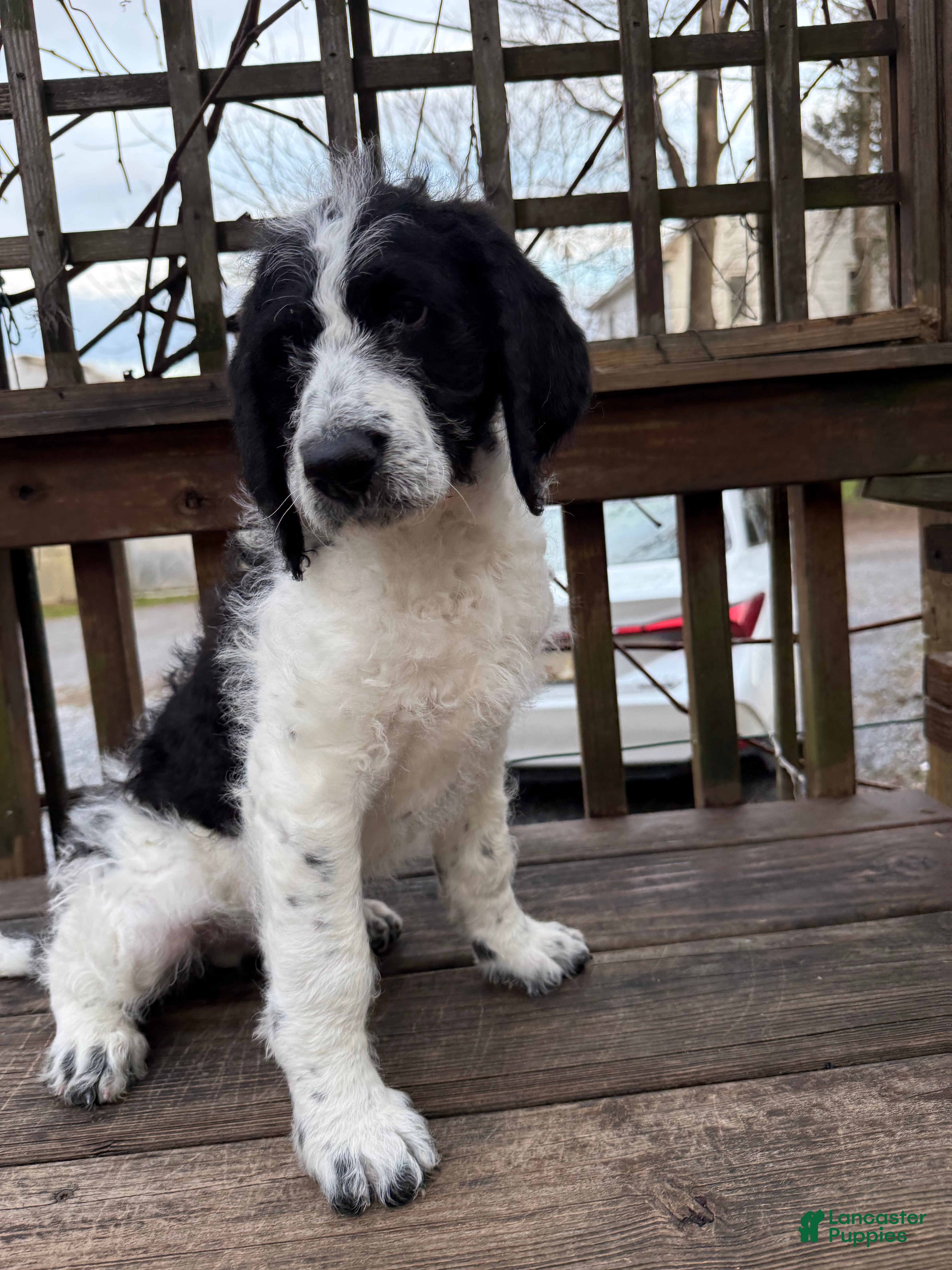 Mixed Breed dogs Ace - Ad 1