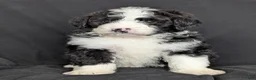 Bernedoodle dogs for sale: Cali - Ad 4