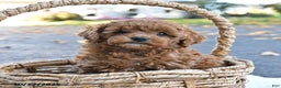 Cockapoo dogs for sale: Cherry - Ad 8
