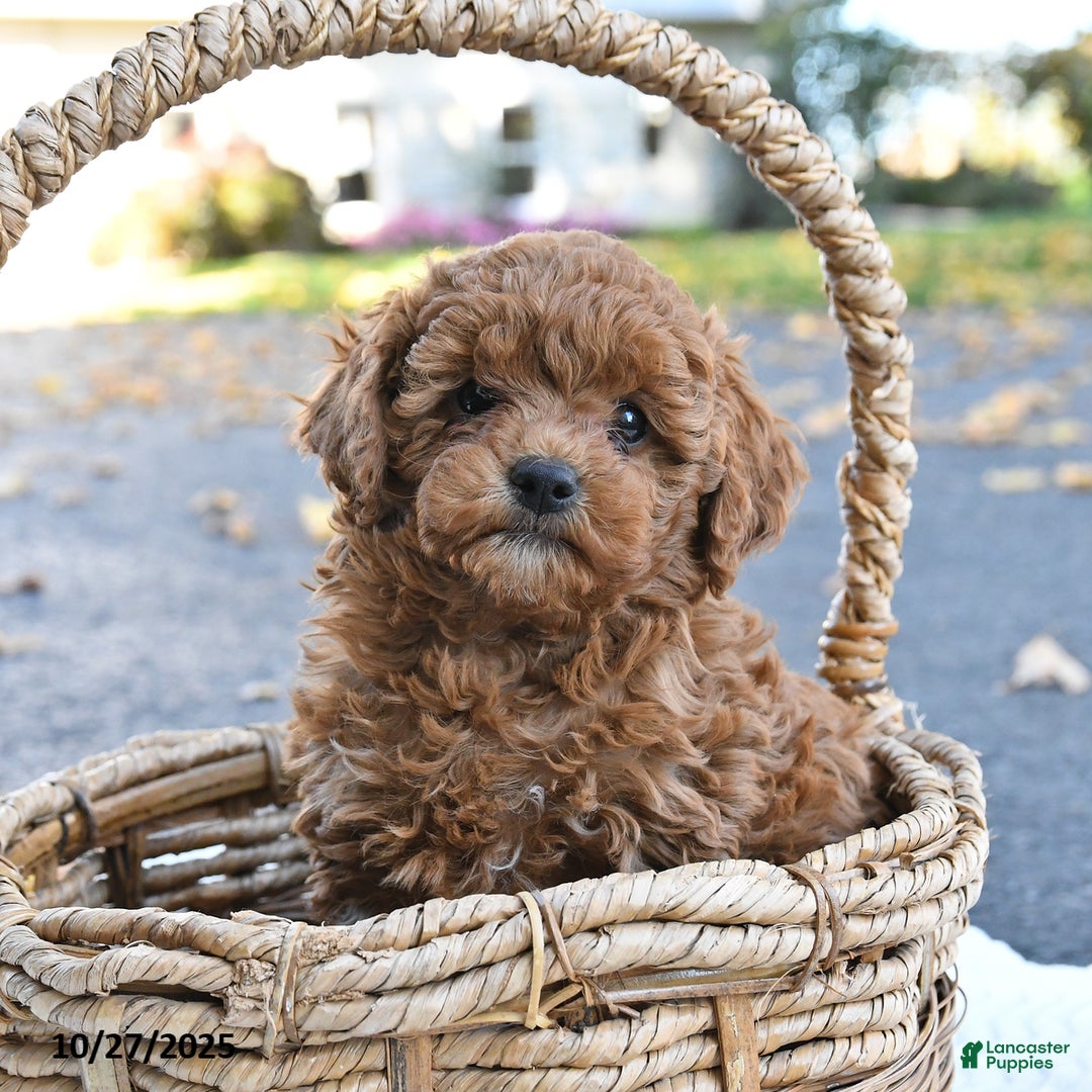 Cockapoo dogs for sale: Cherry - Ad 8