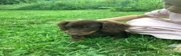 Dachshund dogs for sale: Marley - Ad 3