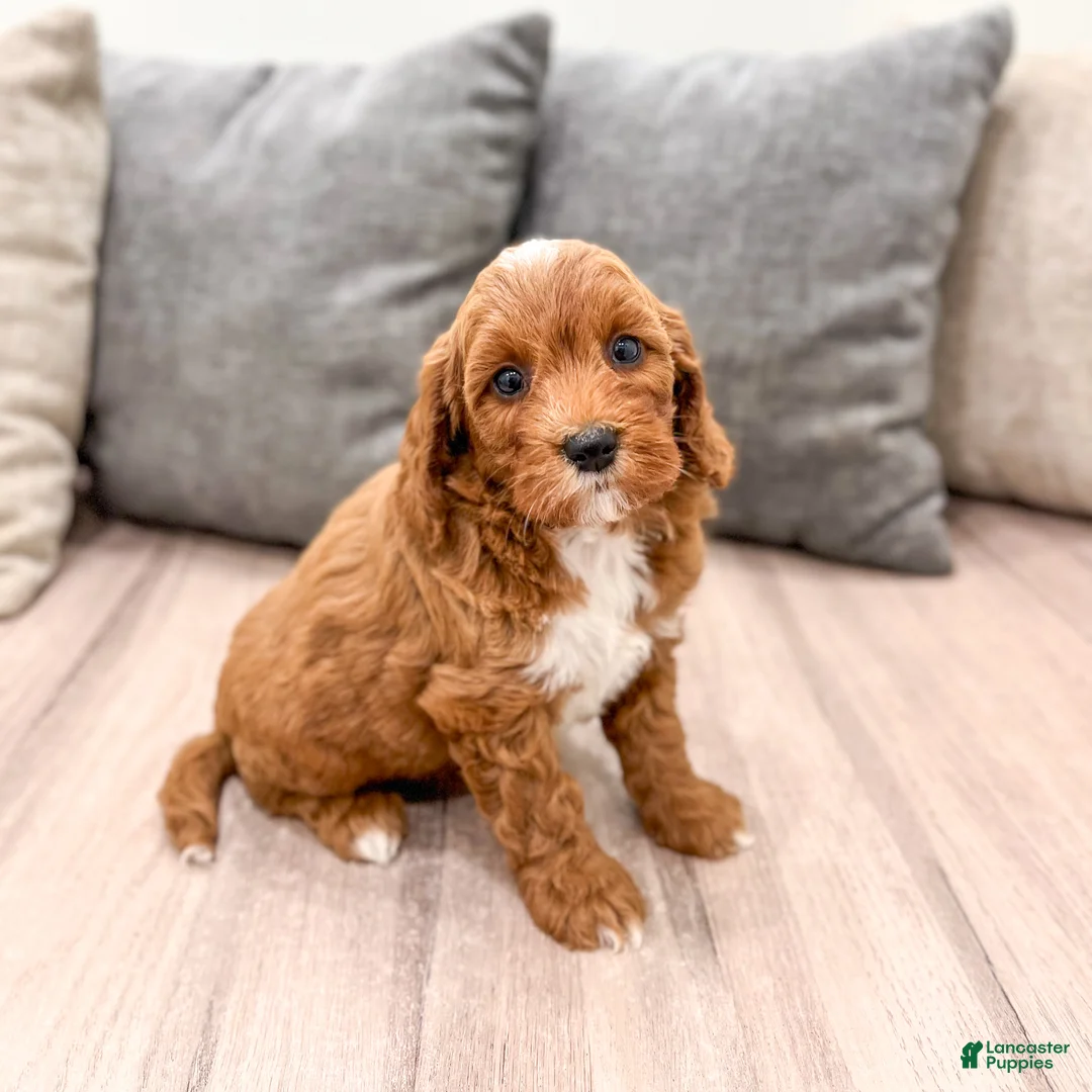 Mini Goldendoodle dogs for sale: Alexus - Ad 1
