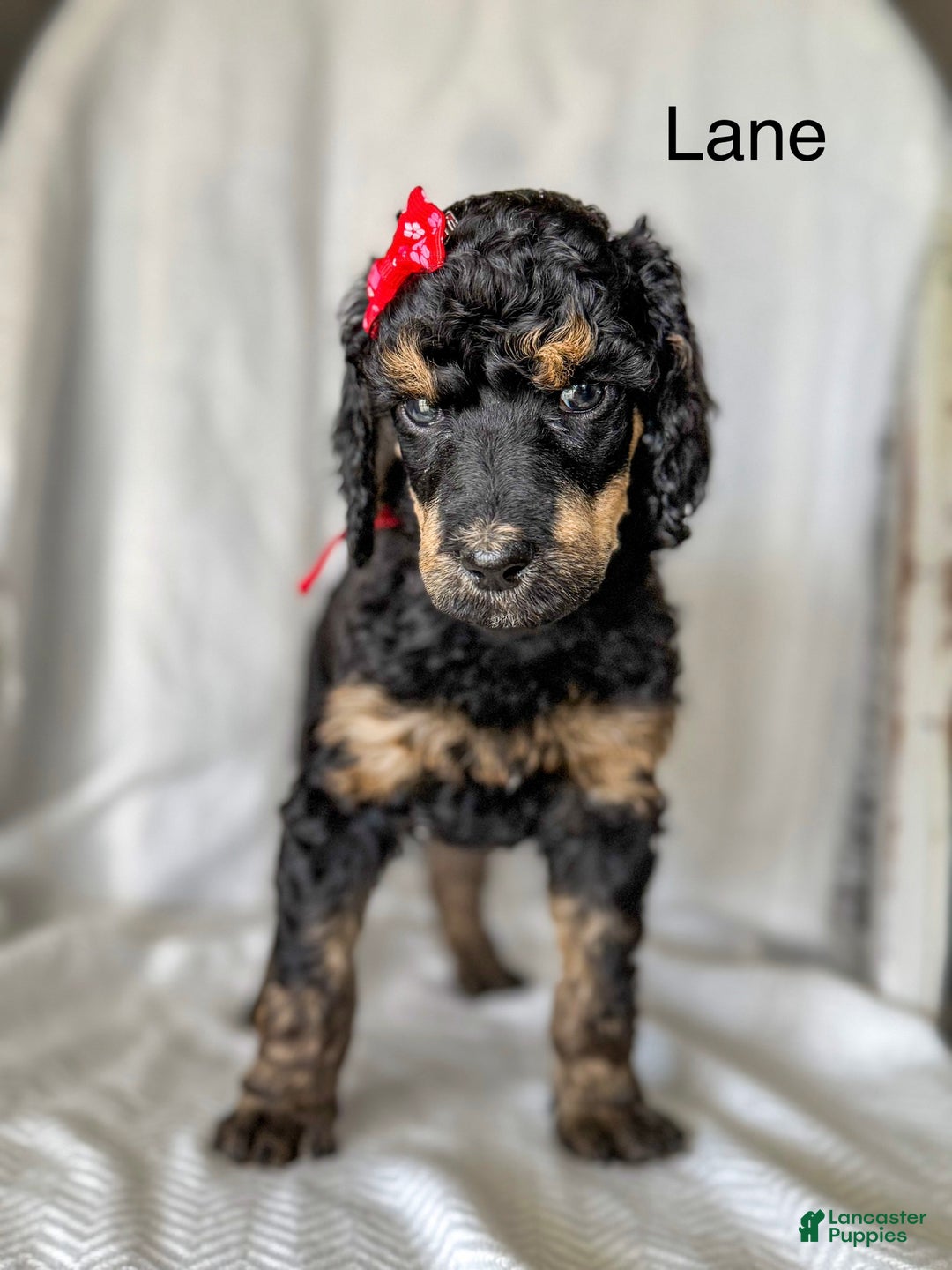 Standard Poodle dogs for sale: Standard Poodle Puppy 4 "lane" - Ad 2