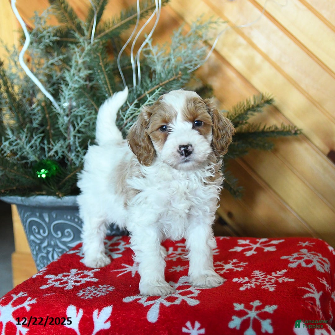 Mini Goldendoodle dogs for sale: Scout - Ad 5