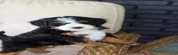 Mini Bernedoodle dogs for sale: Ellie - Ad 3