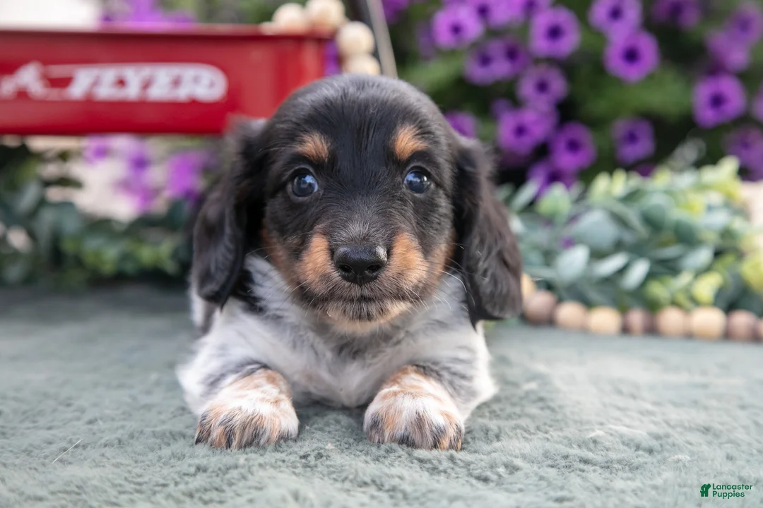 Miniature Dachshund dogs for sale: Chuck - Ad 2