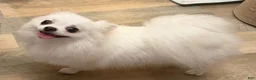 Pomeranian dogs for sale: Pomeranian 1 PENELOPE BLACK and SILVER - Ad 8