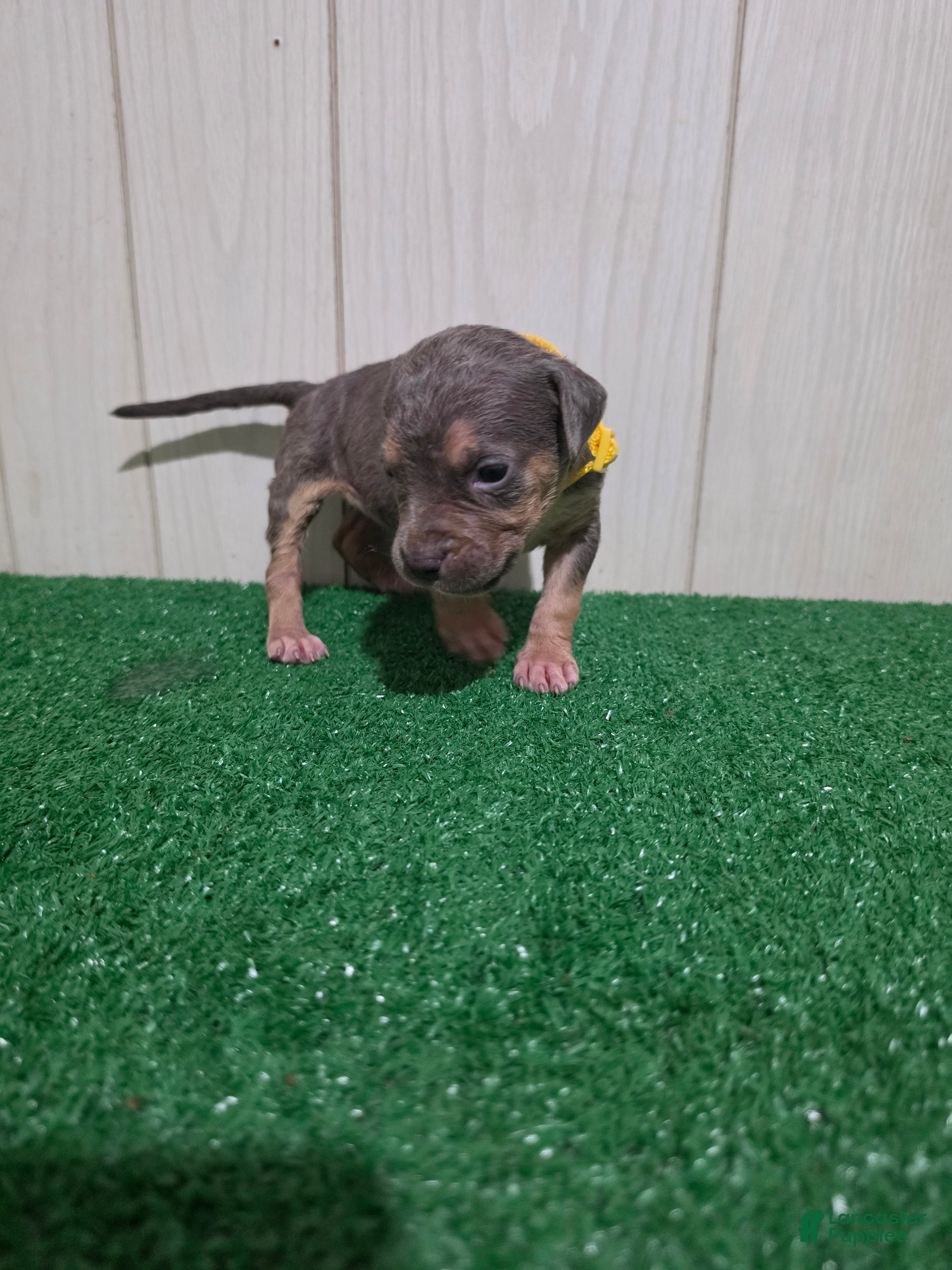 American Bully dogs for sale: American Bully XL Puppy 11 (Yellow Collar) - Ad 5