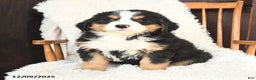 Bernedoodle dogs for sale: Noel - Ad 3