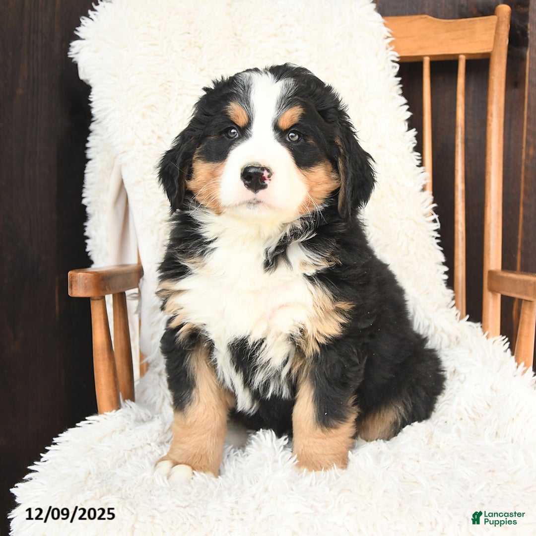 Bernedoodle dogs for sale: Noel - Ad 3