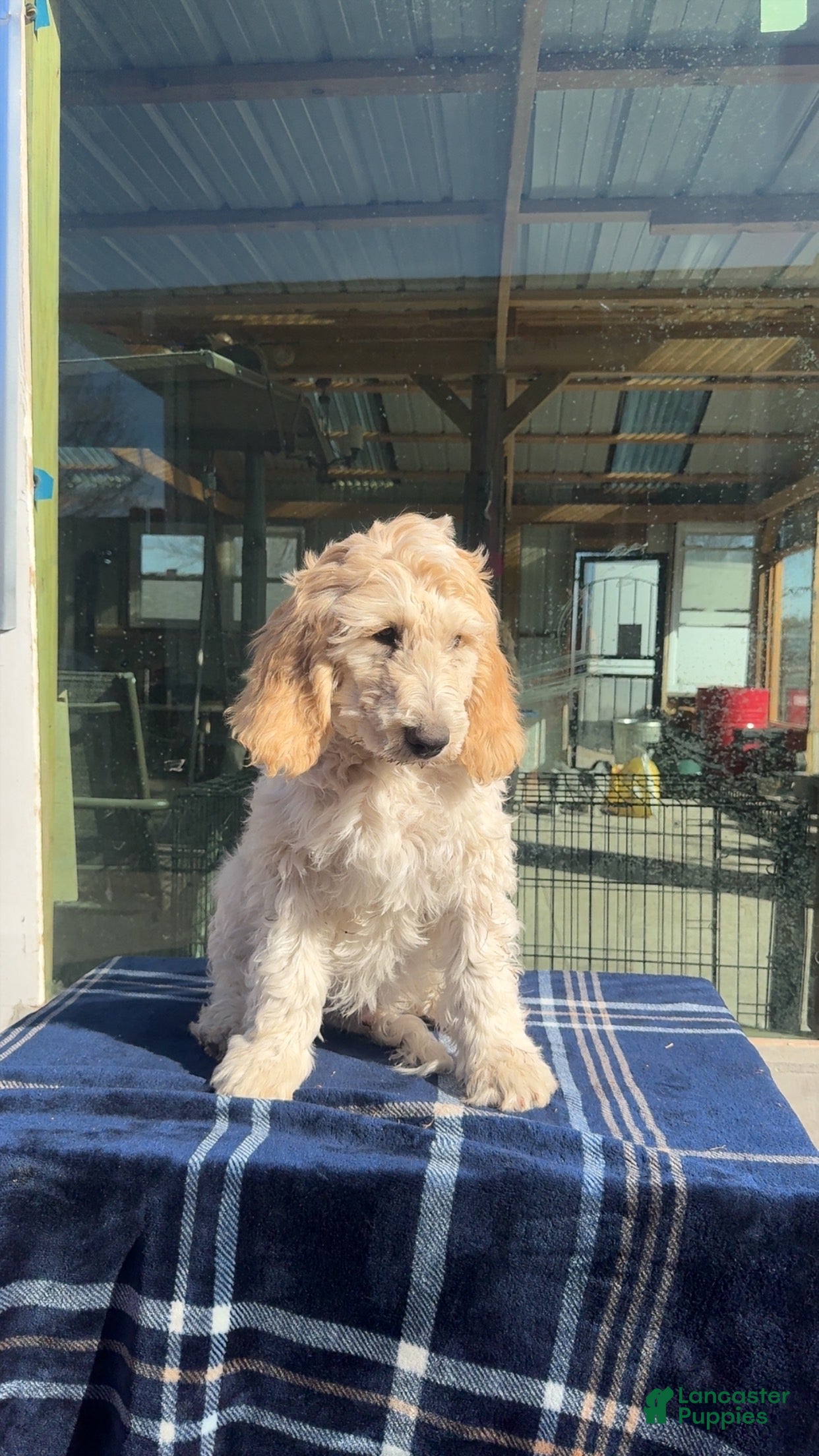 Goldendoodle dogs Lucas - Ad 18