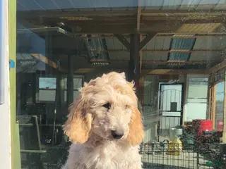Goldendoodle dogs Lucas - Ad 18
