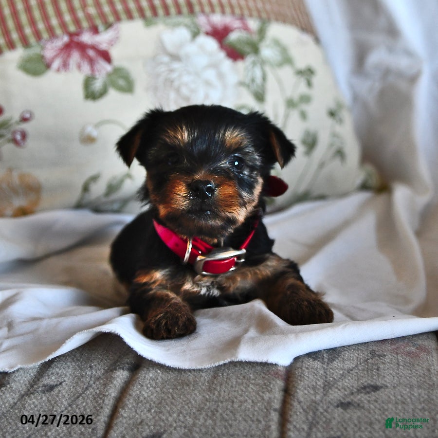 Yorkshire Terrier dogs Miney - Ad 1
