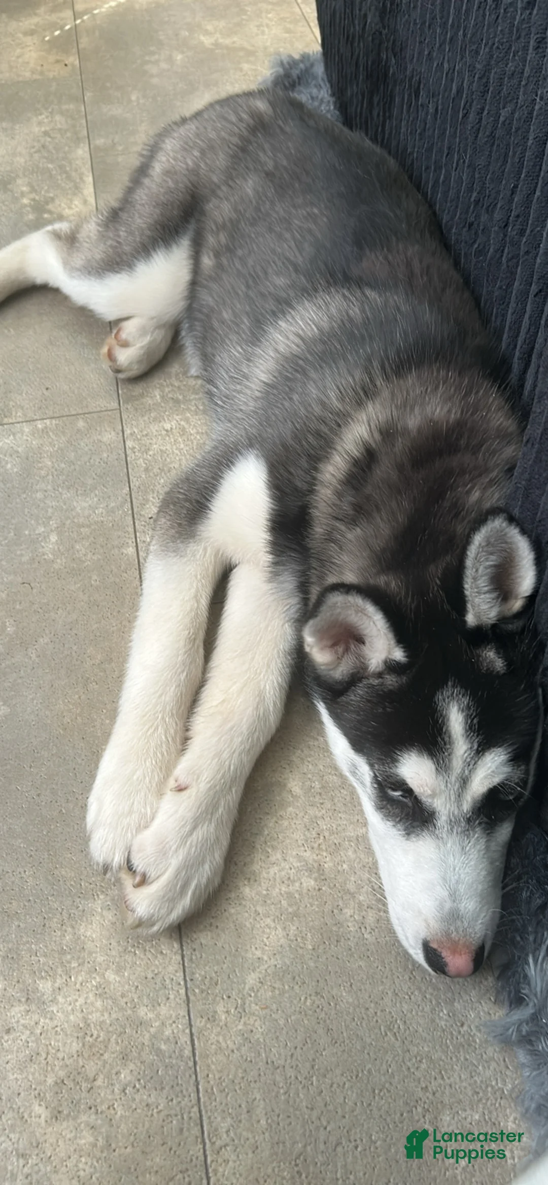 Siberian Husky dogs for sale: Siberian Husky Puppy 1 - Ad 2