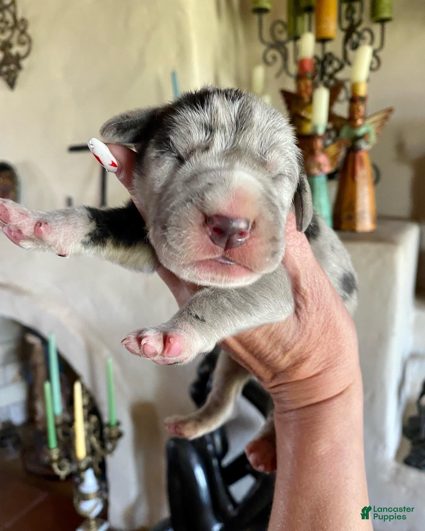 Great Dane dogs Phantom's Bayou Barbie "Angel Reese" - Ad 34