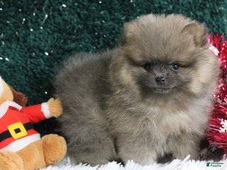 Pomeranian dogs Pomeranian Puppy 2 - Ad 12