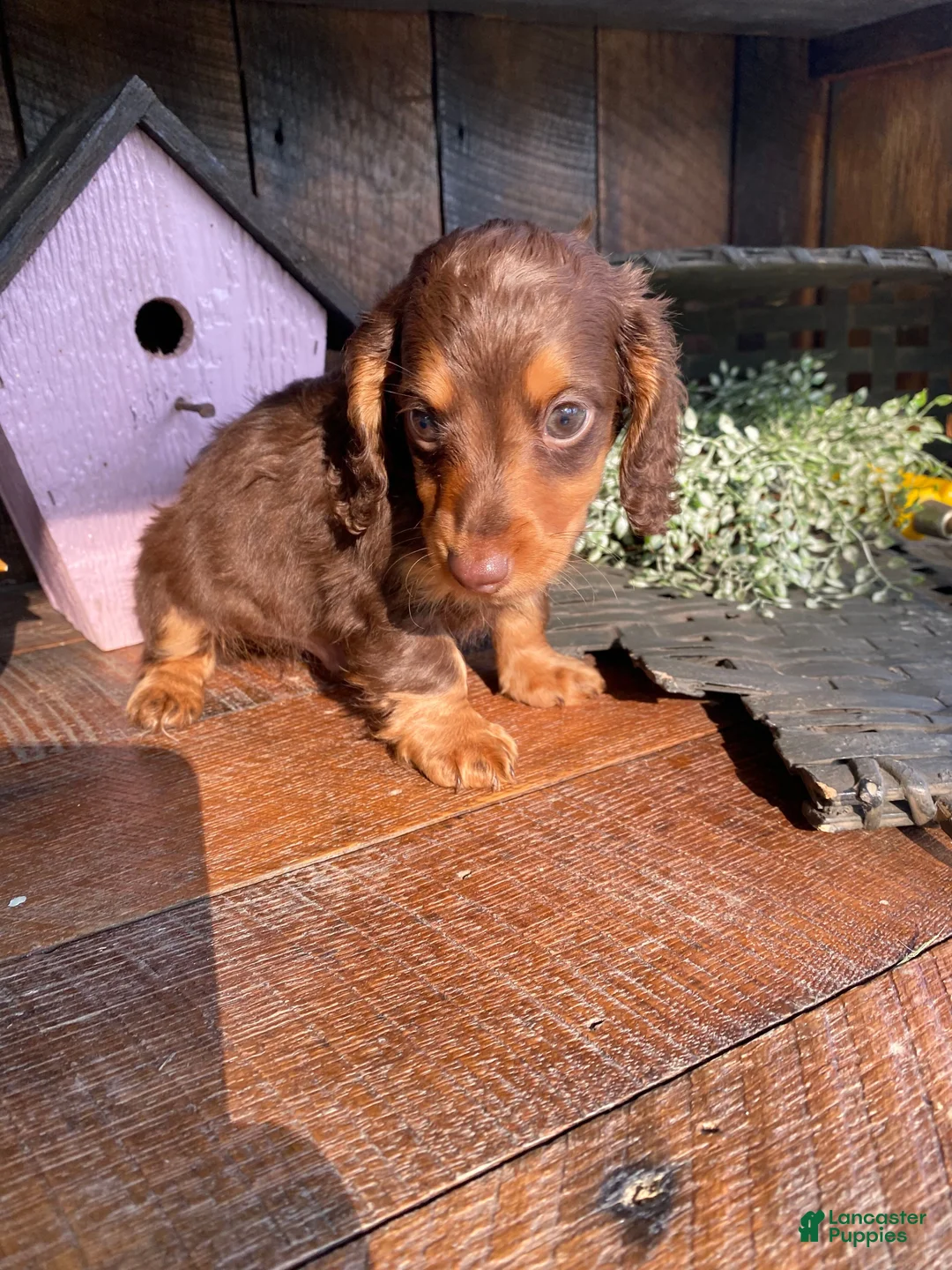 Miniature Dachshund dogs for sale: Max - Ad 2