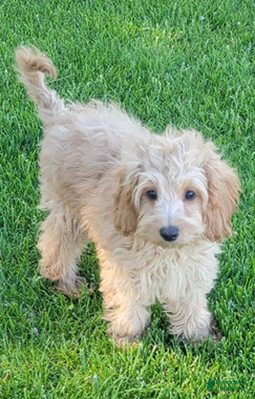 Mini Goldendoodle dogs for sale: Greta Female - Ad 1