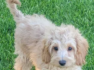 Mini Goldendoodle dogs for sale: Greta Female - Ad 1