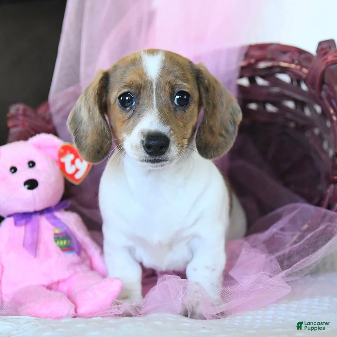 Dachshund dogs for sale: Laken - Ad 4