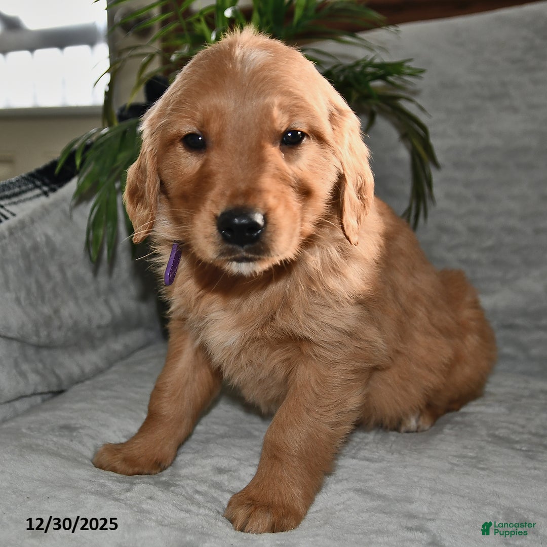 Golden Retriever dogs for sale: Leo - Ad 3