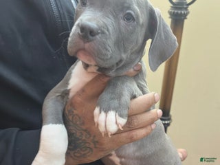 American Bully dogs Bull (Dark Blue) ABKC Blue - Ad 22