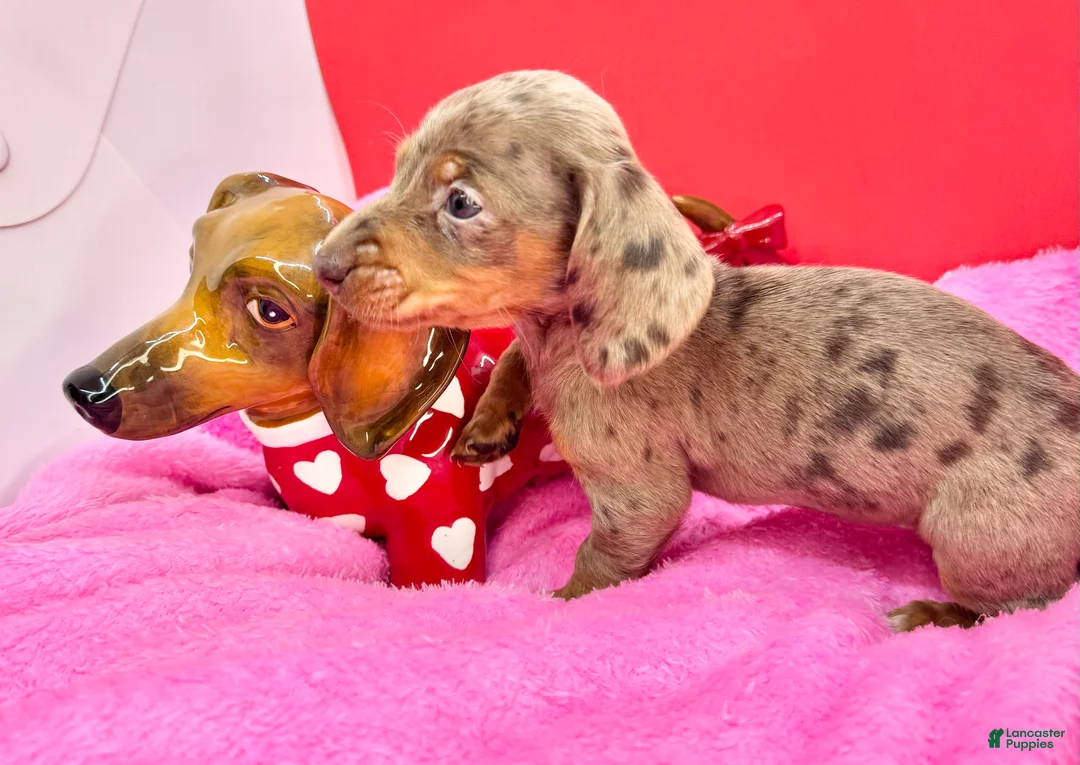 Miniature Dachshund dogs for sale: Chocolate dapple Smooth Akc  - Ad 3