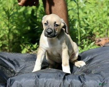 Mixed Breed dogs Mixed Breed 8 - Ad 1