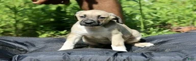Mixed Breed 8