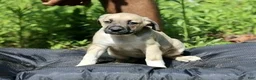 Mixed Breed dogs for sale: Mixed Breed 8 - Ad 1