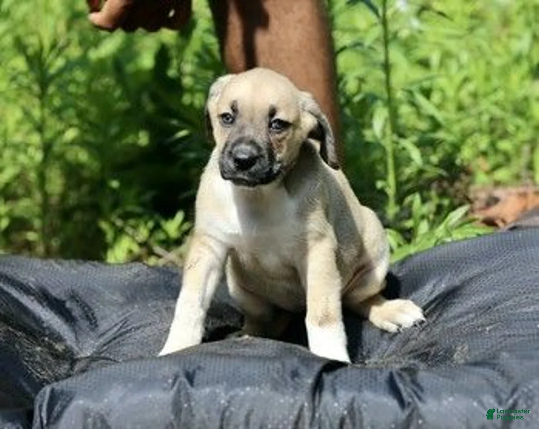 Mixed Breed dogs for sale: Mixed Breed 8 - Ad 1