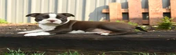 Boston Terrier dogs for sale: Mercury - Ad 3