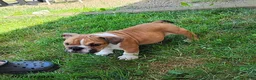 English Bulldog dogs for sale: Reagan - Ad 21