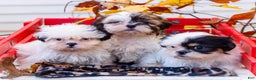 Shih Tzu dogs for sale: Lanceton - Ad 11