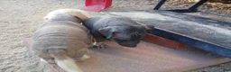 Chinese Crested dogs for sale: Chinese Crested 2 - Ad 3